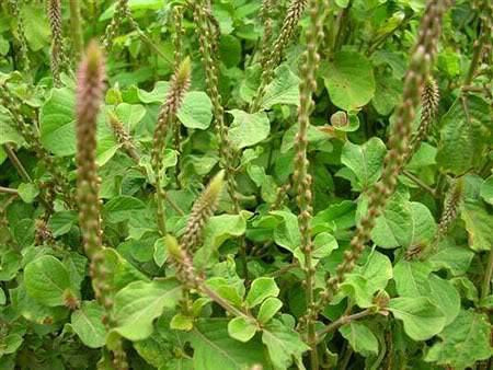 Kết hợp cây cỏ xước và ngải cứu điều trị tiểu không tự chủ