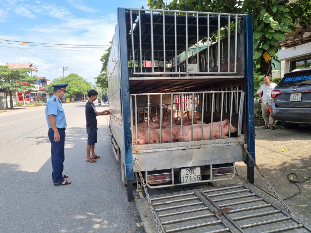 Thái Nguyên phát hiện ô tô vận chuyển gần 800 kg lợn chết và lợn bị nhiễm bệnh