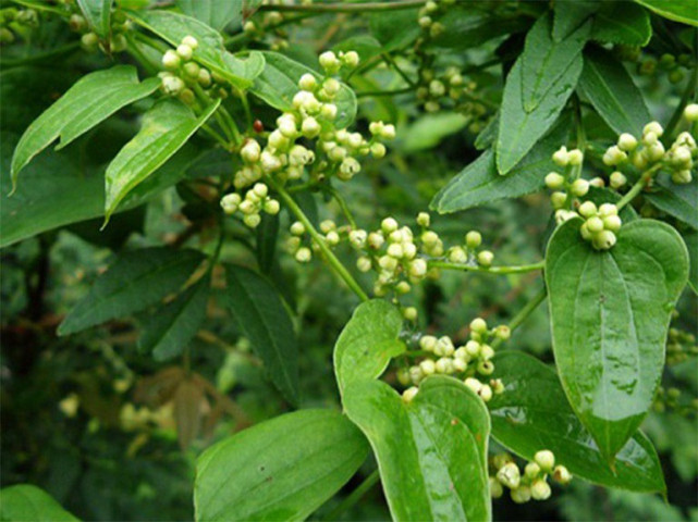 Bài thuốc chữa bệnh từ cây tỳ giải