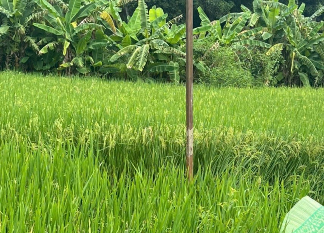 Lào Cai: Xảy ra vụ tai nạn điện giật, khiến 2 người tử vong, 1 người bị thương