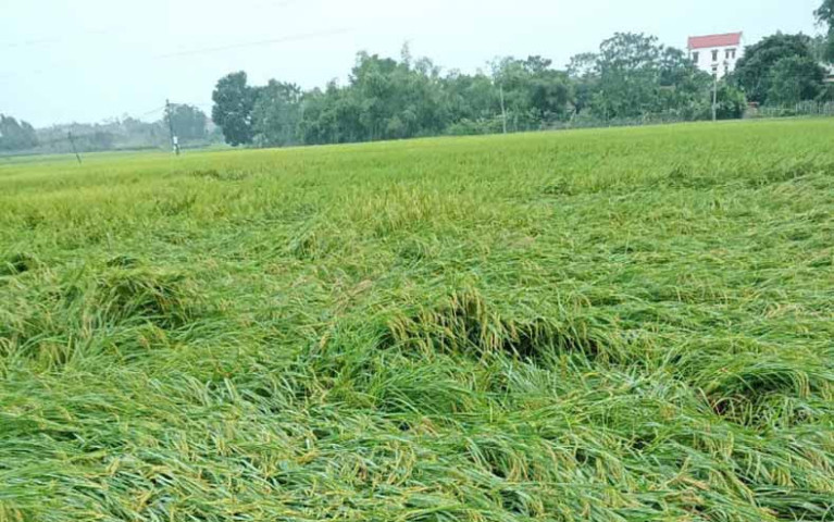 Thủ tướng yêu cầu tập trung triển khai các biện pháp nhanh chóng phục hồi sản xuất nông nghiệp sau bão số 3 và mưa lũ