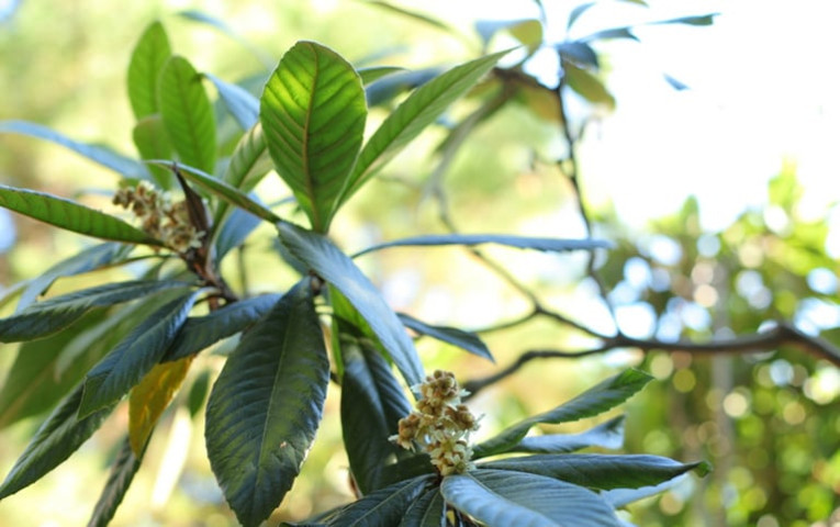 Bài thuốc chữa bệnh từ cây tỳ bà