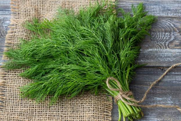 Lợi ích khi uống nước cây thì là đối với làn da