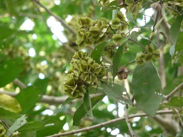 Bài thuốc chữa bệnh từ cây trâm bầu