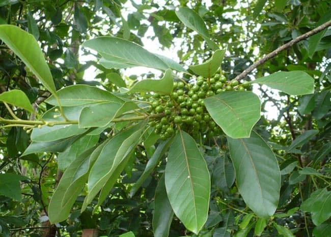Ba loại cây bời lời và những tác dụng quý trong y học