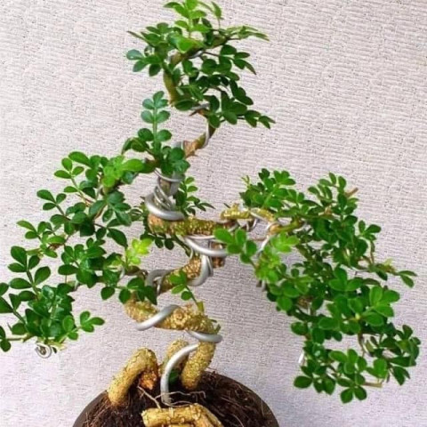 Công dụng làm thuốc của cây cần thăng