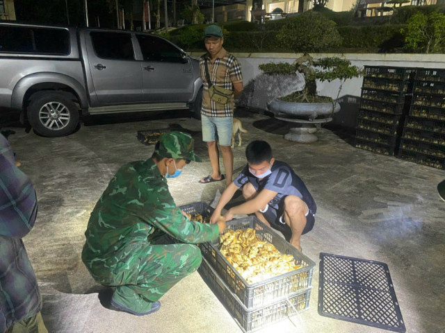 Quảng Ninh: Bắt giữ đối tượng vận chuyển trái phép 12.000 con gà giống tại khu vực biên giới