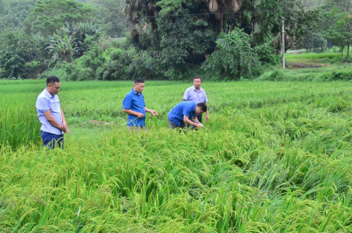 Đẩy mạnh khôi phục sản xuất nông nghiệp sau bão số 3
