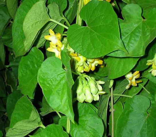 Bài thuốc chữa bệnh từ cây thiên lý