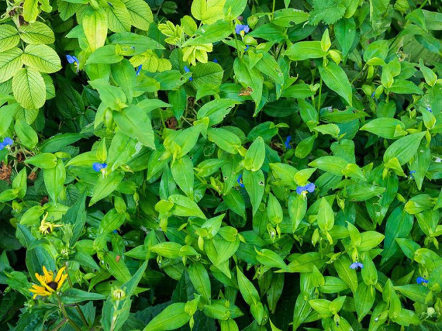 Bài thuốc chữa bệnh từ cây thài lài trắng