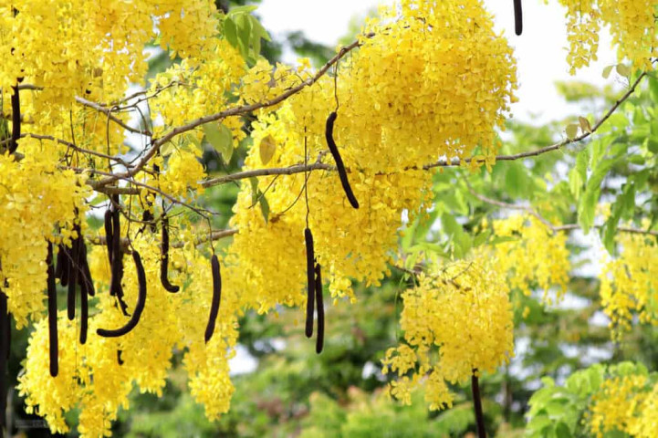 Muồng hoàng yến và công dụng làm thuốc