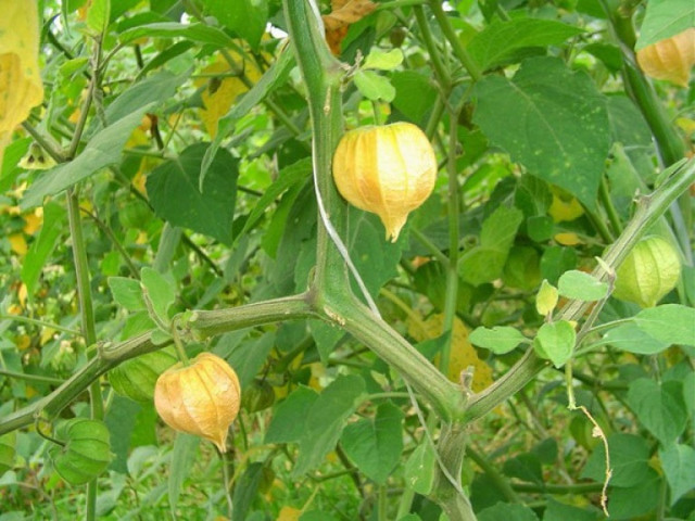 Bài thuốc chữa bệnh từ cây tầm bóp