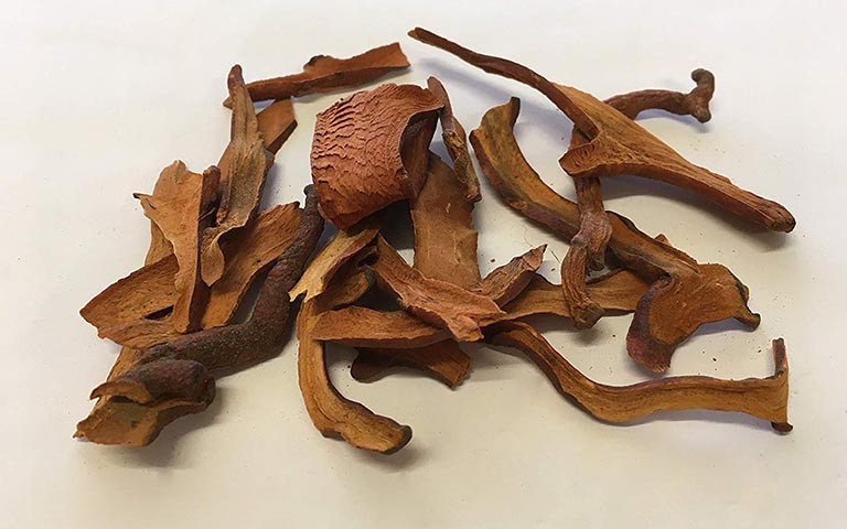 Bài thuốc chữa bệnh từ cây tắc kè đá