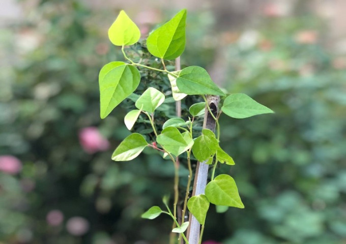 Bài thuốc chữa bệnh từ cây sương sâm