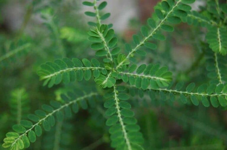 Cây thuốc Nam làm thông mạch máu, giúp máu lưu thông dễ dàng