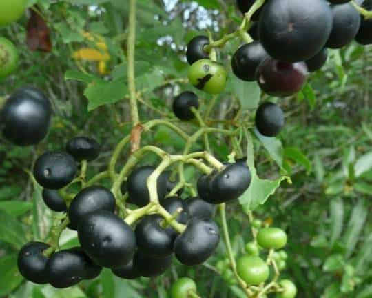Bài thuốc nam hỗ trợ điều trị suy thận giai đoạn cuối từ củ dây giác