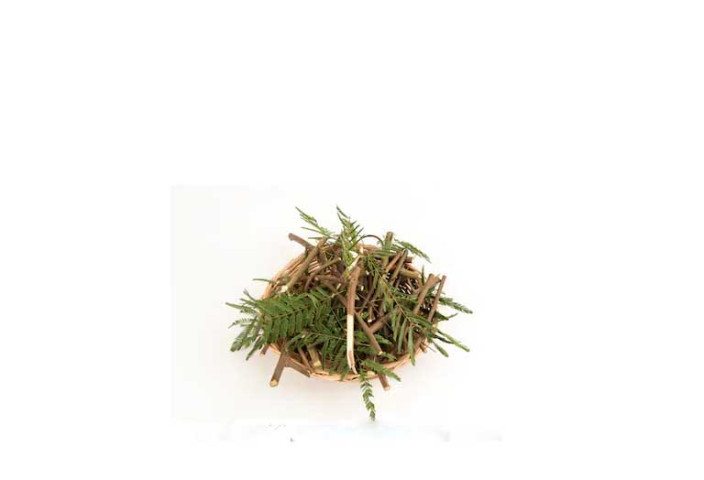 Bài thuốc chữa bệnh của cây sống rắn