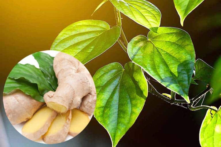 Bài thuốc tắm gội giúp trừ ngoại cảm, lạnh tay chân