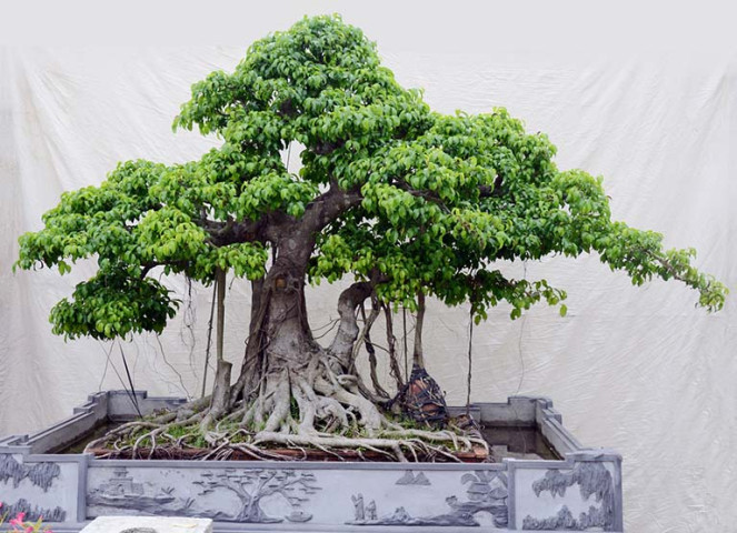 Các bài thuốc chữa bệnh từ cây si