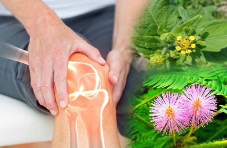 Bài thuốc đắp giúp giảm đau xương khớp