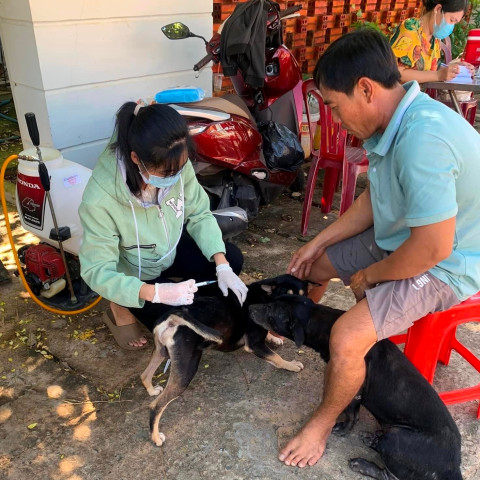 Bình Thuận: Xử lý chó thả rông mắc bệnh dại cắn người tại TP. Phan Thiết