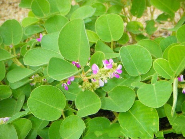 Bài thuốc chữa bệnh sỏi thận