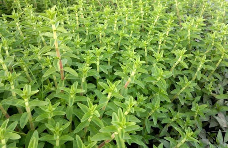 Bài thuốc chữa bệnh từ cây rau om