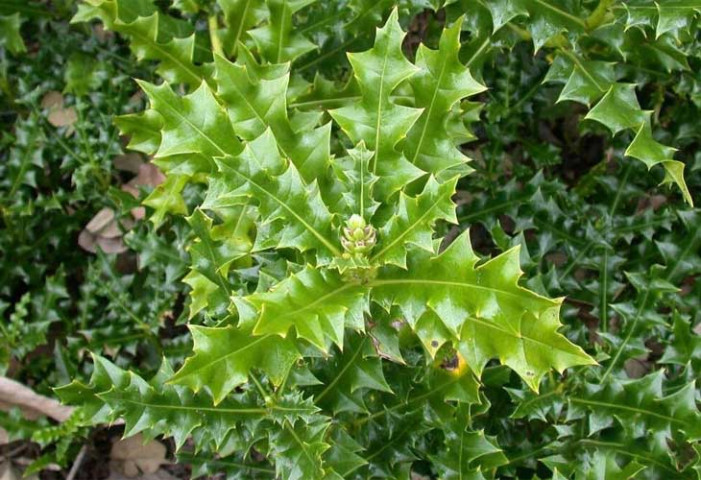 Bài thuốc chữa bệnh từ cây Ô rô