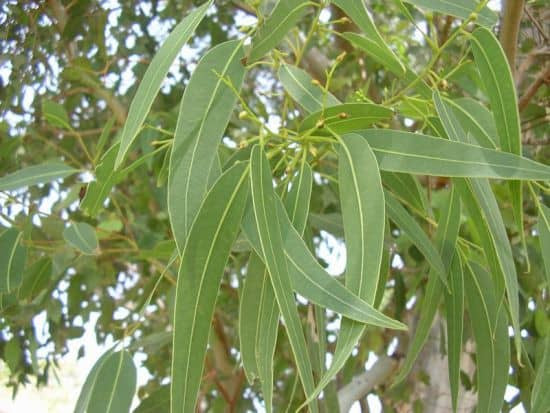 Bài thuốc nam điều trị méo miệng do trúng gió