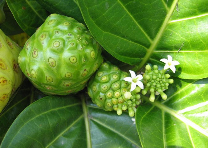 Bài thuốc chữa bệnh từ cây nhàu