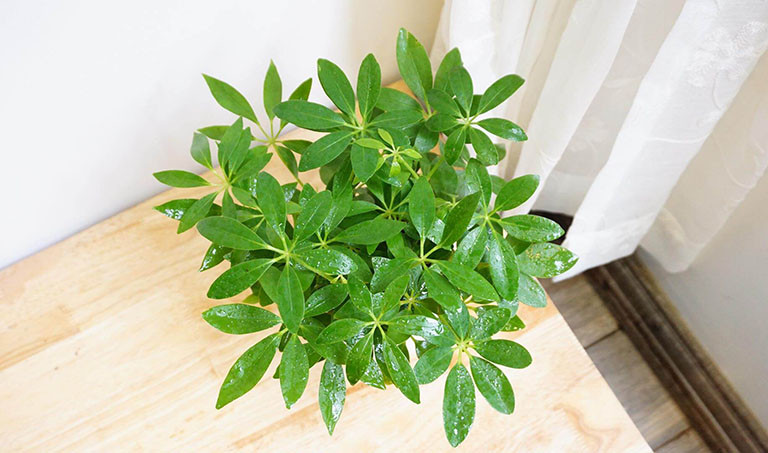 Bài thuốc chữa bệnh từ cây ngũ gia bì