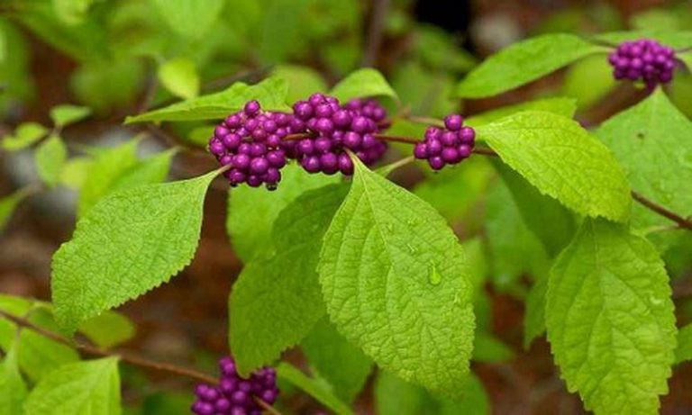 Bài thuốc chữa bệnh từ cây nàng nàng