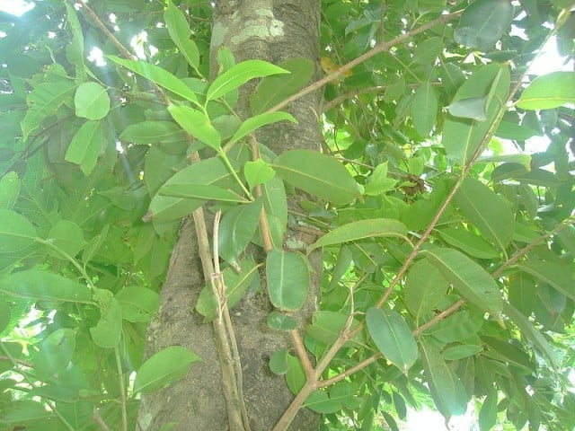 Quả và lá cây trâm mốc có tác dụng gì?