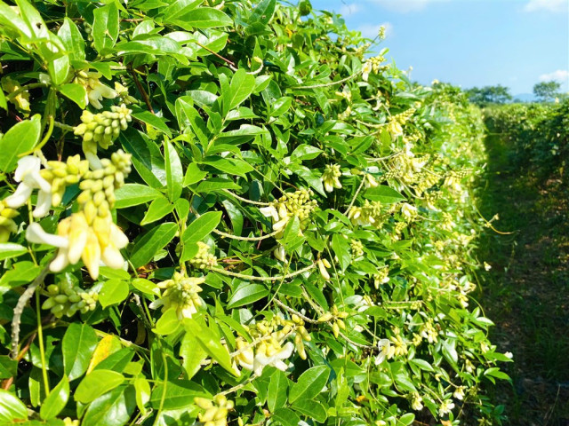 Bài thuốc chữa bệnh từ cây nam sâm