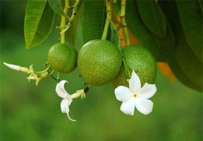 Công dụng chữa bệnh từ cây mướp sát