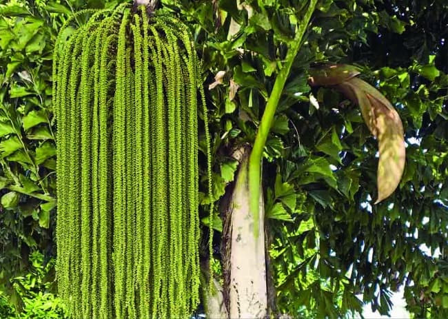 Bài thuốc chữa bệnh từ cây móc