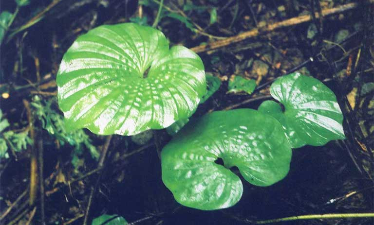Bài thuốc chữa bệnh từ cây một lá