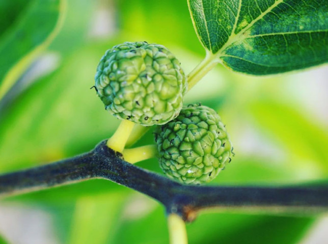 Bài thuốc chữa bệnh từ cây mỏ quạ