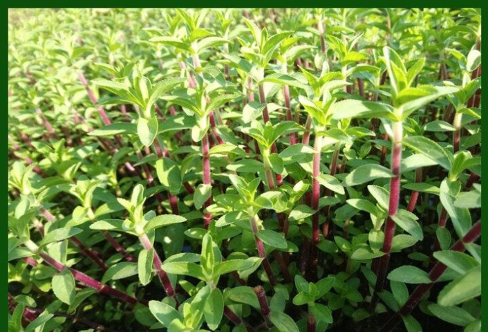 Bài thuốc hỗ trợ điều trị dứt điểm chảy máu cam bằng mật ong và chanh