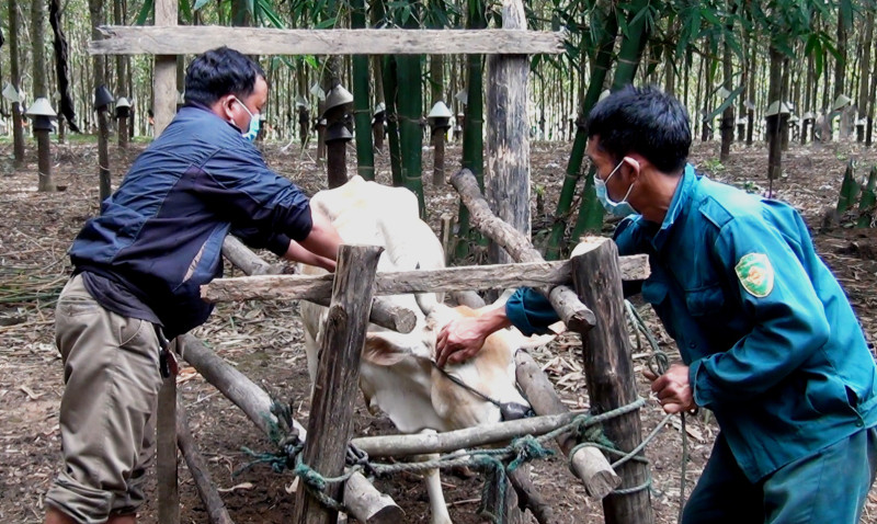 Kon Tum: Tăng cường phòng, chống dịch bệnh trên đàn vật nuôi trước, trong và sau Tết Nguyên đán