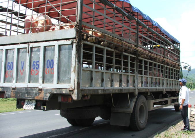 Phú Yên: Tăng cường phòng, chống dịch bệnh đàn vật nuôi trước, trong và sau Tết Nguyên đán Ất Tỵ