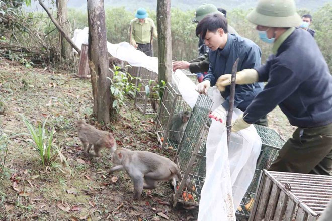 Hà Tĩnh: Thả 90 cá thể động vật hoang dã về tự nhiên