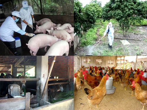 Đắk Lắk: Tăng cường công tác phòng, chống dịch bệnh trên đàn vật nuôi trước, trong và sau Tết Nguyên đán Ất Tỵ