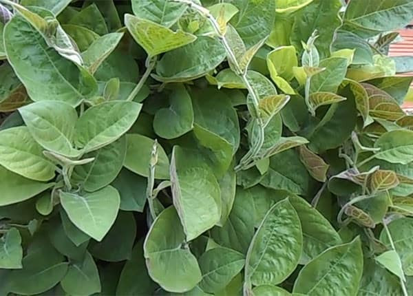 Bài thuốc Nam điều trị viêm xương do chấn thương nhiễm trùng