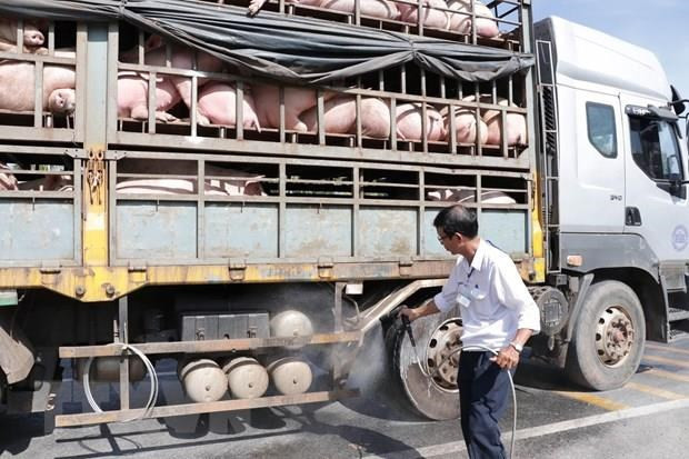 Lào Cai: Nghiêm túc thực hiện các biện pháp ngăn chặn tình trạng nhập lậu, vận chuyển trái phép động vật