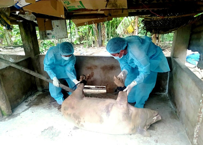 Quảng Nam: Chủ động phòng chống dịch bệnh trên gia súc, gia cầm