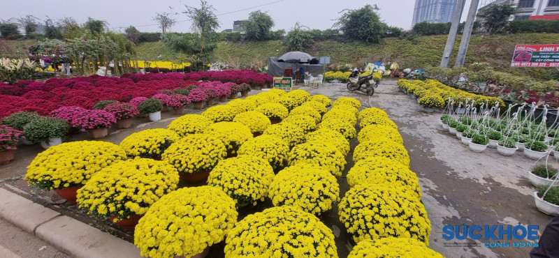 Hưng Yên: Làng hoa Xuân Quan rộn ràng vào vụ Tết