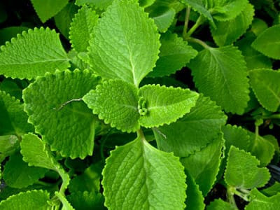 Bài thuốc nam điều trị viêm họng, viêm phế quản, hen suyễn