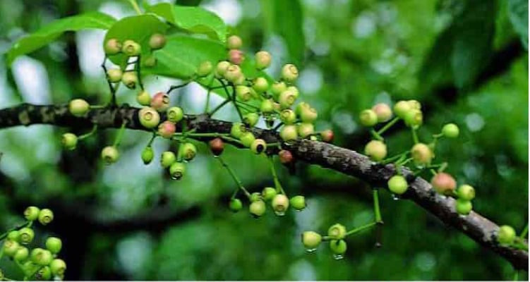 Cách dùng nụ vối hỗ trợ điều trị bệnh tiểu đường type 2 và gút