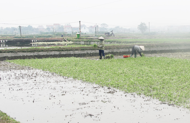 Bắc Giang: Chủ động ứng phó với không khí lạnh tăng cường